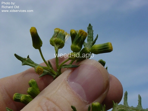 groundsel, woodland